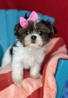 Abbey EXTREME BABY DOLL FACE! Ready now, a female Shih Tzu and Yorkshire Terrier for sale in Tacoma, WA – 2 of 10