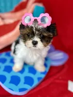 Abbey EXTREME BABY DOLL FACE! Ready now, a female Shih Tzu and Yorkshire Terrier for sale in Tacoma, WA – 4 of 10
