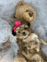 Vivian EXTREME TEDDY BEAR FACE! , a female Shih Tzu and Yorkshire Terrier for sale in Tacoma, WA – 4 of 10