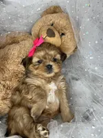 Vivian EXTREME TEDDY BEAR FACE! , a female Shih Tzu and Yorkshire Terrier for sale in Tacoma, WA – 10 of 10