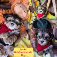JACKS sunshine gold , a male Shorkie for sale in Tacoma, WA – 8 of 8