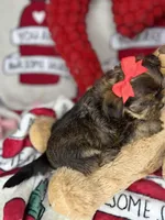 Tiny Lovey, a female Shih Tzu and Yorkshire Terrier for sale in Tacoma, WA – Photo 10 of 10