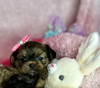 Tiny Livey , a female Shih Tzu and Yorkshire Terrier for sale in Tacoma, WA – Photo 1 of 7