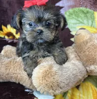 Tiny Lovey ready to go home , a female Shih Tzu and Yorkshire Terrier for sale in Tacoma, WA – Photo 9 of 10