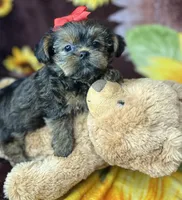 Tiny Lovey ready to go home , a female Shih Tzu and Yorkshire Terrier for sale in Tacoma, WA – Photo 3 of 10