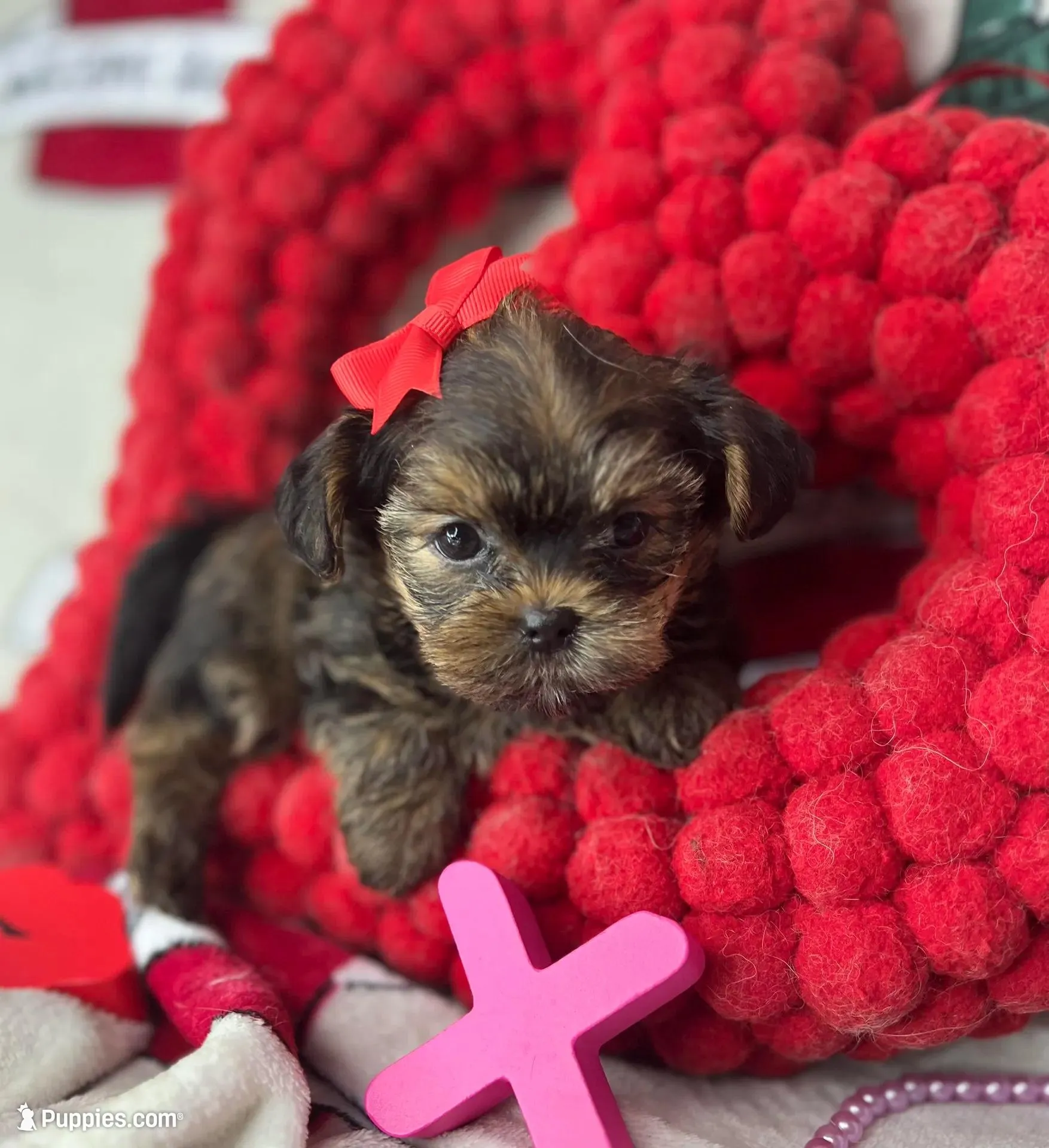 Tiny Lovey, a female Shih Tzu and Yorkshire Terrier for sale in Tacoma, WA – Photo 7 of 10