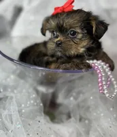 Tiny Lovey ready to go home , a female Shih Tzu and Yorkshire Terrier for sale in Tacoma, WA – Photo 5 of 10