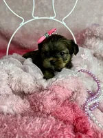 Tiny Livey , a female Shih Tzu and Yorkshire Terrier for sale in Tacoma, WA – Photo 7 of 7