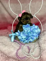Tiny Livey , a female Shih Tzu and Yorkshire Terrier for sale in Tacoma, WA – Photo 3 of 7