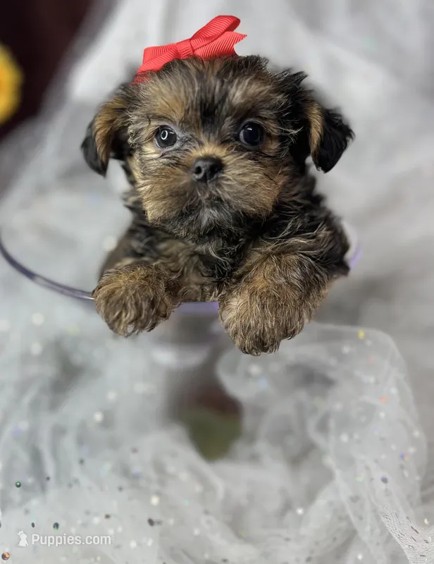 Tiny Lovey – Shih Tzu, Yorkshire Terrier puppy for sale in Tacoma, WA