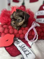 Tiny Lovey, a female Shih Tzu and Yorkshire Terrier for sale in Tacoma, WA – Photo 8 of 10