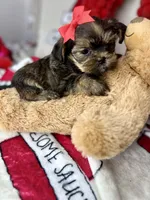Tiny Lovey, a female Shih Tzu and Yorkshire Terrier for sale in Tacoma, WA – Photo 9 of 10
