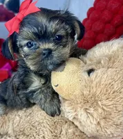 Tiny Lovey, a female Shih Tzu and Yorkshire Terrier for sale in Tacoma, WA – Photo 4 of 10