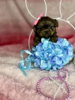 Tiny Livey , a female Shih Tzu and Yorkshire Terrier for sale in Tacoma, WA – Photo 4 of 7