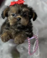 Tiny Lovey ready to go home , a female Shih Tzu and Yorkshire Terrier for sale in Tacoma, WA – Photo 6 of 10