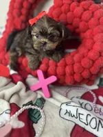 Tiny Lovey, a female Shih Tzu and Yorkshire Terrier for sale in Tacoma, WA – Photo 3 of 10