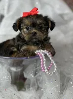 Tiny Lovey ready to go home , a female Shih Tzu and Yorkshire Terrier for sale in Tacoma, WA – Photo 4 of 10