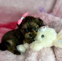Tiny Livey , a female Shih Tzu and Yorkshire Terrier for sale in Tacoma, WA – Photo 2 of 7