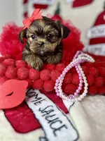 Tiny Lovey, a female Shih Tzu and Yorkshire Terrier for sale in Tacoma, WA – Photo 6 of 10