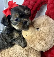 Tiny Lovey, a female Shih Tzu and Yorkshire Terrier for sale in Tacoma, WA – Photo 2 of 10