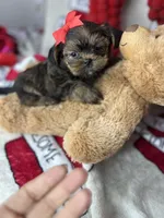 Tiny Lovey, a female Shih Tzu and Yorkshire Terrier for sale in Tacoma, WA – Photo 5 of 10