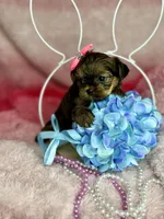 Tiny Livey , a female Shih Tzu and Yorkshire Terrier for sale in Tacoma, WA – Photo 5 of 7