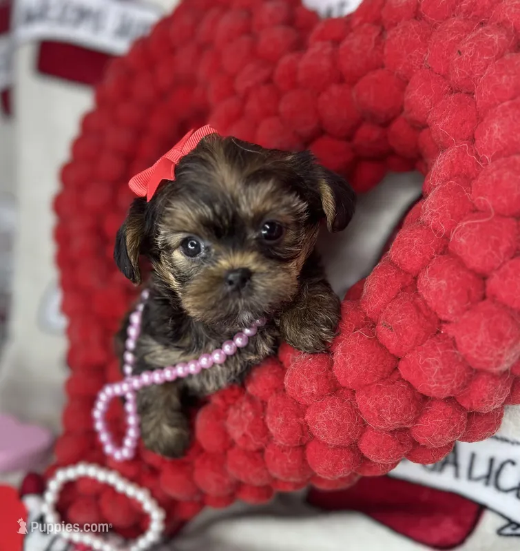 Tiny Lovey – Shih Tzu, Yorkshire Terrier puppy for sale in Tacoma, WA