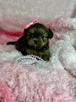 Tiny Livey , a female Shih Tzu and Yorkshire Terrier for sale in Tacoma, WA – Photo 6 of 7