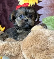 Tiny Lovey ready to go home , a female Shih Tzu and Yorkshire Terrier for sale in Tacoma, WA – Photo 7 of 10