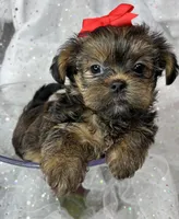 Tiny Lovey ready to go home , a female Shih Tzu and Yorkshire Terrier for sale in Tacoma, WA – Photo 10 of 10