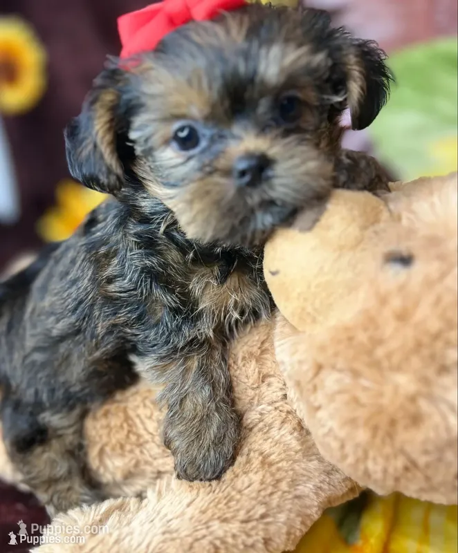 Tiny Lovey ready to go home  – Shih Tzu, Yorkshire Terrier puppy for sale in Tacoma, WA