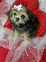 Amour Sweetest girl ready now , a female Shih Tzu and Yorkshire Terrier for sale in Tacoma, WA – 6 of 7