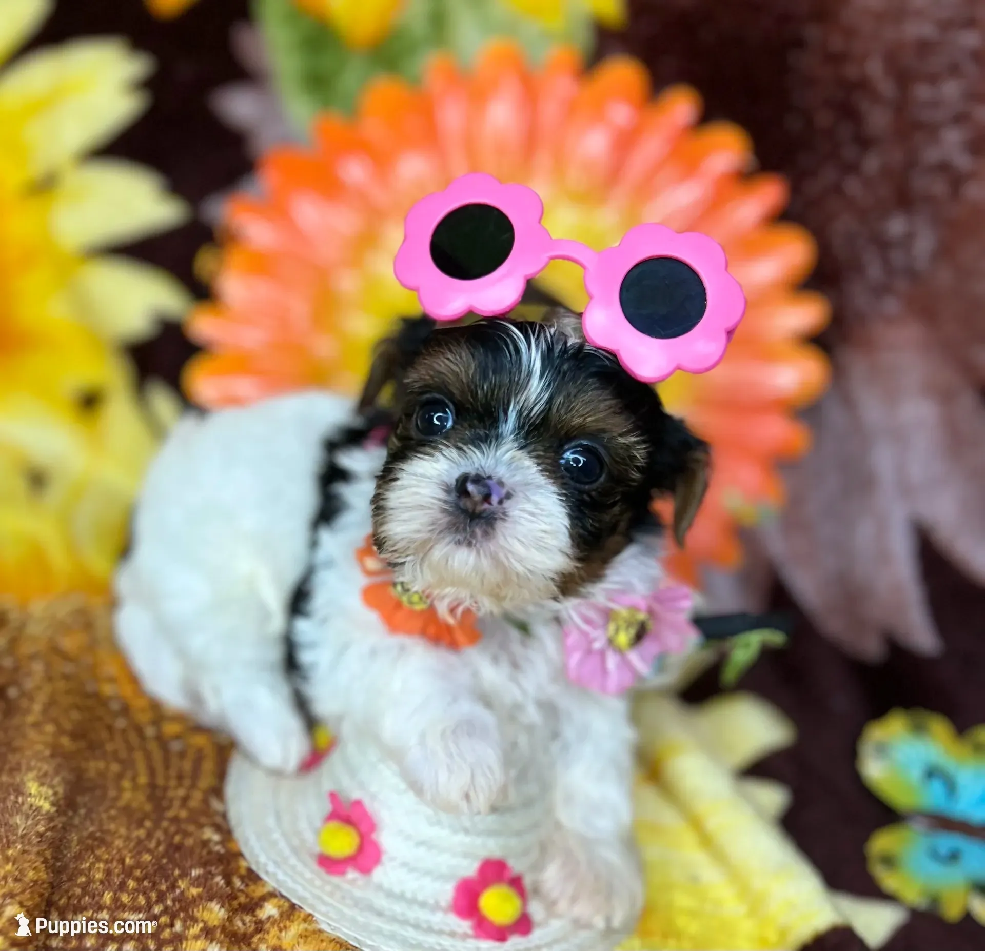 Abbey Xxtiny Vet check/fecal test ready now , a female Shih Tzu and Yorkshire Terrier for sale in Tacoma, WA – 4 of 10