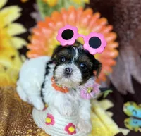  Extreme xTiny baby doll face girl , a female Shih Tzu and Yorkshire Terrier for sale in Tacoma, WA – 5 of 10
