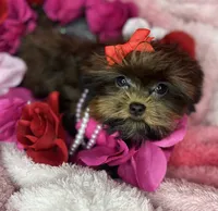 Tiny Lucy ready now! Tiny shorkie girl , a female Shih Tzu and Yorkshire Terrier for sale in Tacoma, WA – 8 of 10