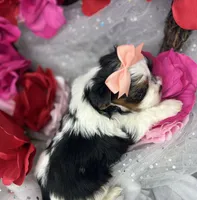Amari baby doll face , a female Shorkie for sale in Tacoma, WA – Photo 10 of 10