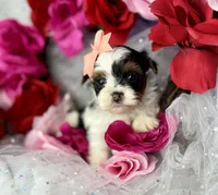Amari baby doll face , a female Shorkie for sale in Tacoma, WA – Photo 6 of 10