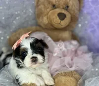 Amari baby doll face , a female Shorkie for sale in Tacoma, WA – Photo 3 of 10