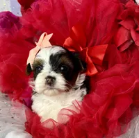 Amari baby doll face , a female Shorkie for sale in Tacoma, WA – Photo 8 of 10