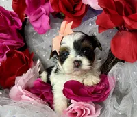 Amari baby doll face , a female Shorkie for sale in Tacoma, WA – Photo 2 of 10