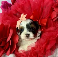 Amari baby doll face , a female Shorkie for sale in Tacoma, WA – Photo 9 of 10