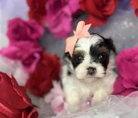 Amari baby doll face , a female Shorkie for sale in Tacoma, WA – Photo 5 of 10