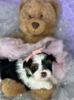 Amari baby doll face , a female Shorkie for sale in Tacoma, WA – Photo 4 of 10
