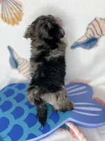 Maverick  vet check fecal test ready now! , a male Shih Tzu and Yorkshire Terrier for sale in Tacoma, WA – 5 of 10