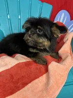 Xxxtiny Tommy shorkie boy , a male Shih Tzu and Yorkshire Terrier for sale in Tacoma, WA – 4 of 10