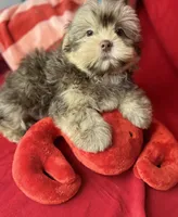 Ronnie EXTREME TEDDY BEAR FACE! Ready now , a male Shih Tzu and Yorkshire Terrier for sale in Tacoma, WA – 3 of 3