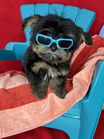 Xxxtiny Tommy shorkie boy , a male Shih Tzu and Yorkshire Terrier for sale in Tacoma, WA – 2 of 10