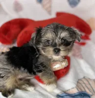 Maverick  vet check fecal test ready now! , a male Shih Tzu and Yorkshire Terrier for sale in Tacoma, WA – 9 of 10