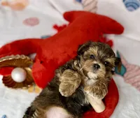 Hank extreme teddy bear face! , a male Shorkie for sale in Tacoma, WA – 4 of 10