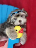 Ronnie EXTREME TEDDY BEAR FACE! Ready now , a male Shih Tzu and Yorkshire Terrier for sale in Tacoma, WA – 2 of 3